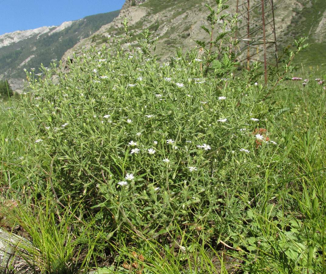 Image of Stellaria dichotoma specimen.