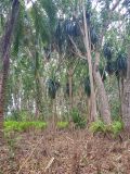 Pandanus rabaiensis. Вегетирующие растения. Танзания, автономия Занзибар, о-в Унгуджа, Central South Region, национальный парк \"Jozani Chwaka Bay\". 29.10.2018.