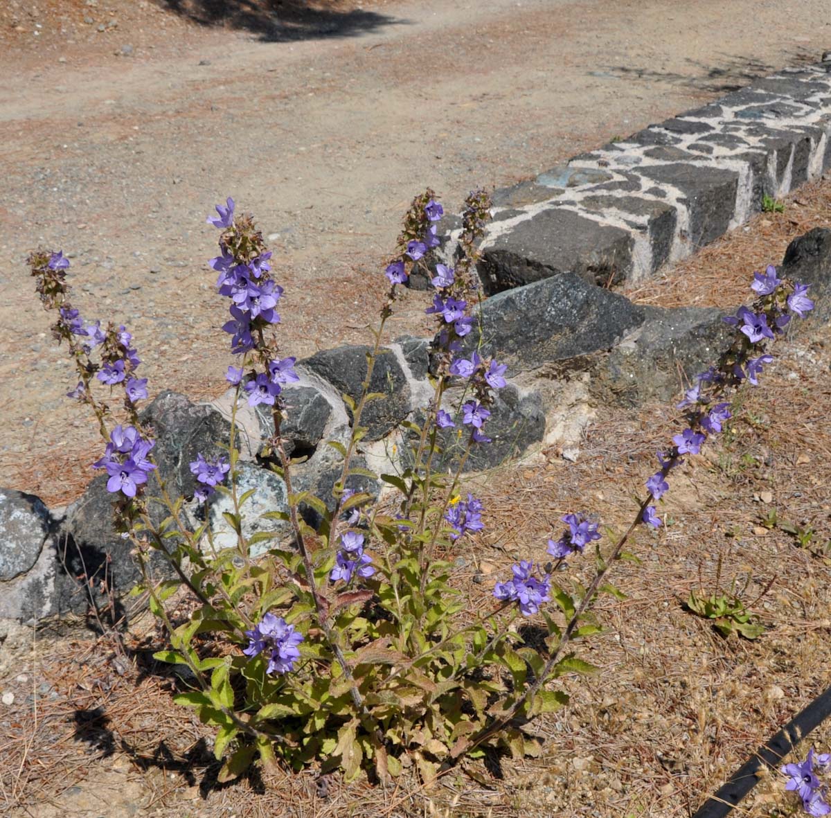 Image of Campanula peregrina specimen.