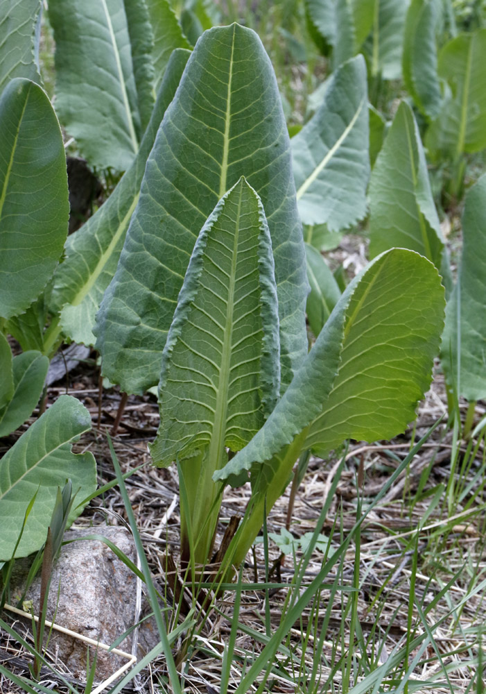 Изображение особи Ligularia heterophylla.