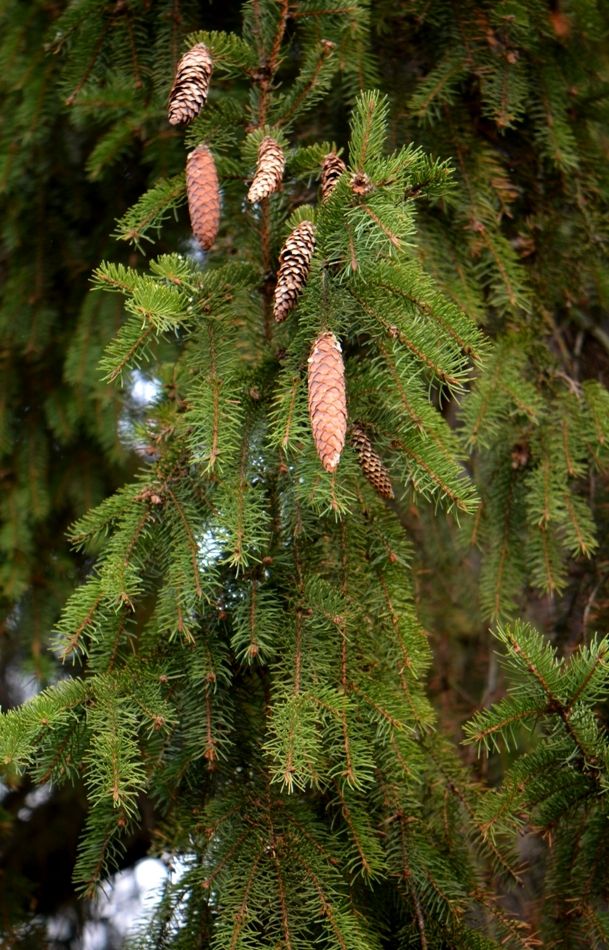 Изображение особи Picea abies.