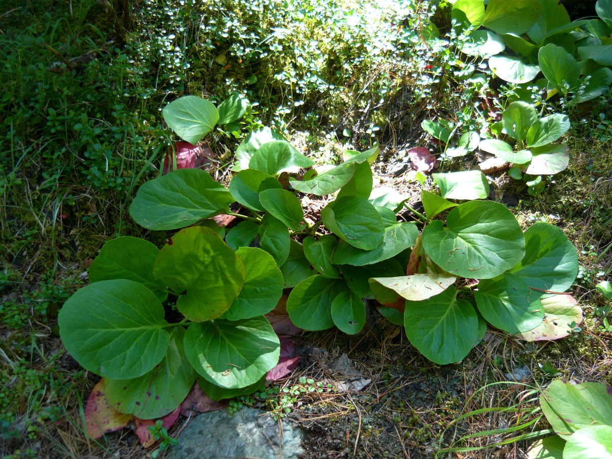 Image of Bergenia crassifolia specimen.