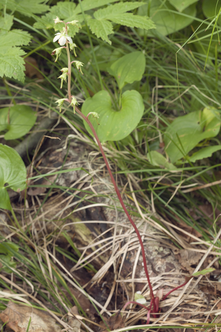 Изображение особи Pyrola japonica.