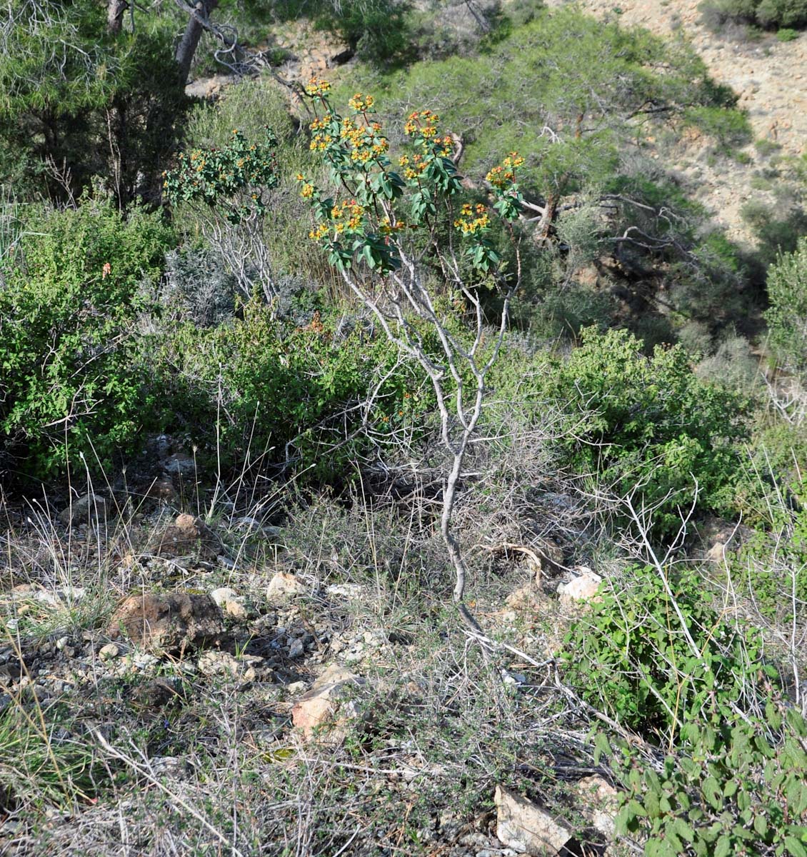 Image of Euphorbia lemesiana specimen.