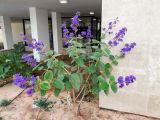 Tibouchina urvilleana. Цветущее растение. Израиль, г. Бат-Ям, в озеленении. 22.06.2018.