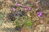 Astragalus temirensis