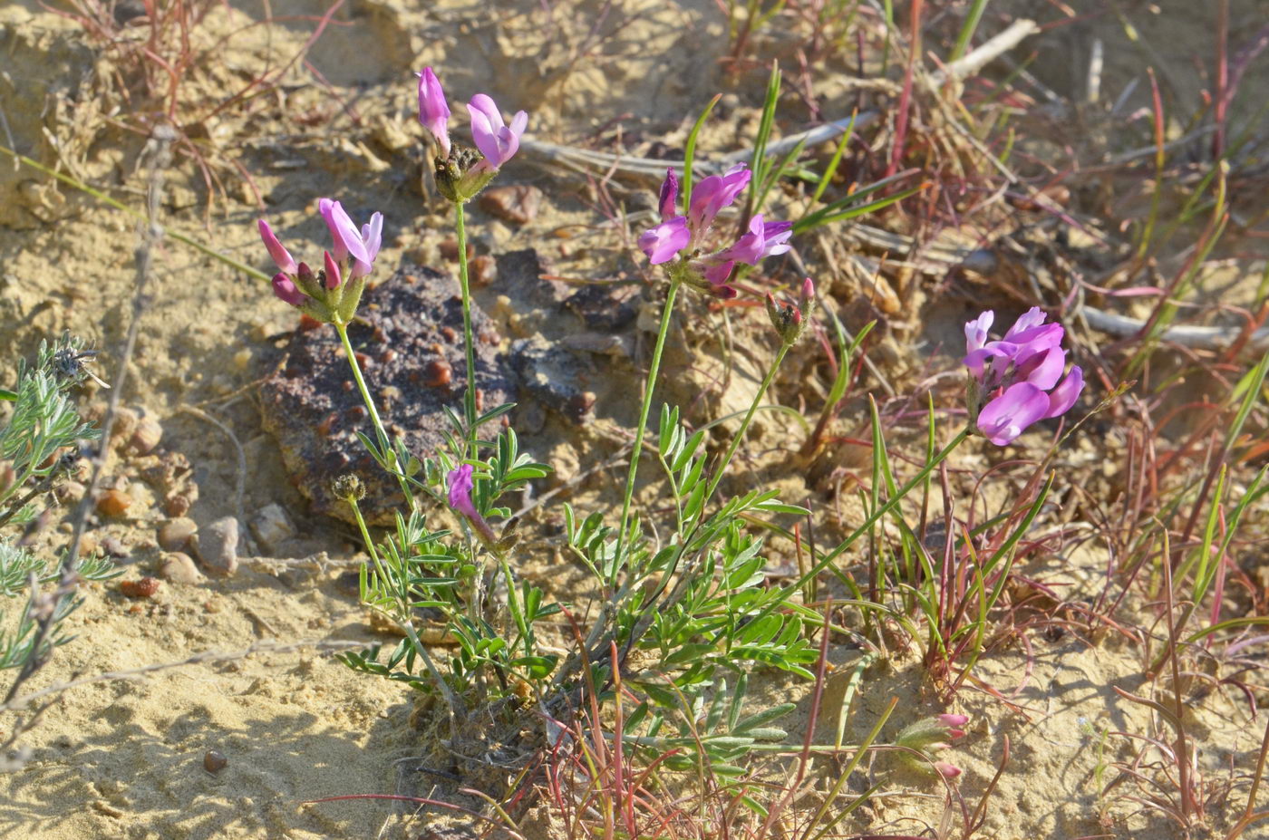 Изображение особи Astragalus temirensis.