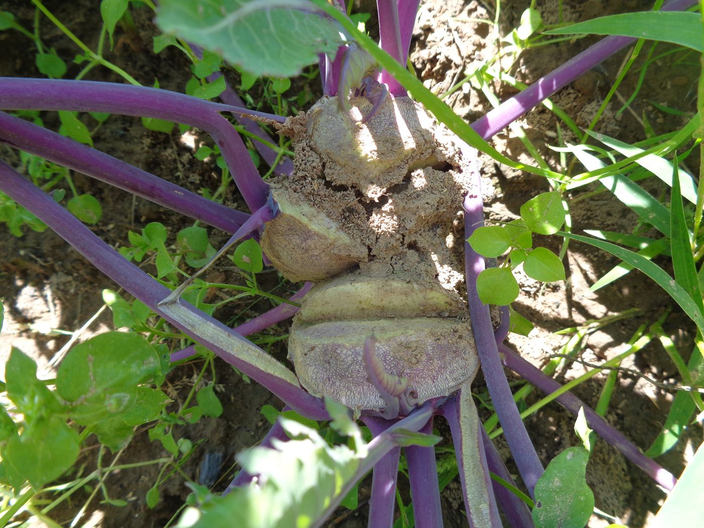 Image of Brassica oleracea var. gongylodes specimen.