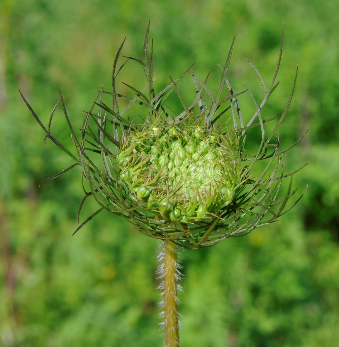 Изображение особи род Daucus.