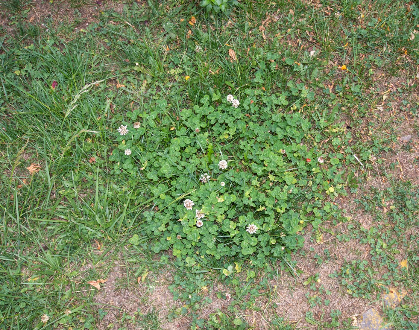 Image of Trifolium amabile specimen.