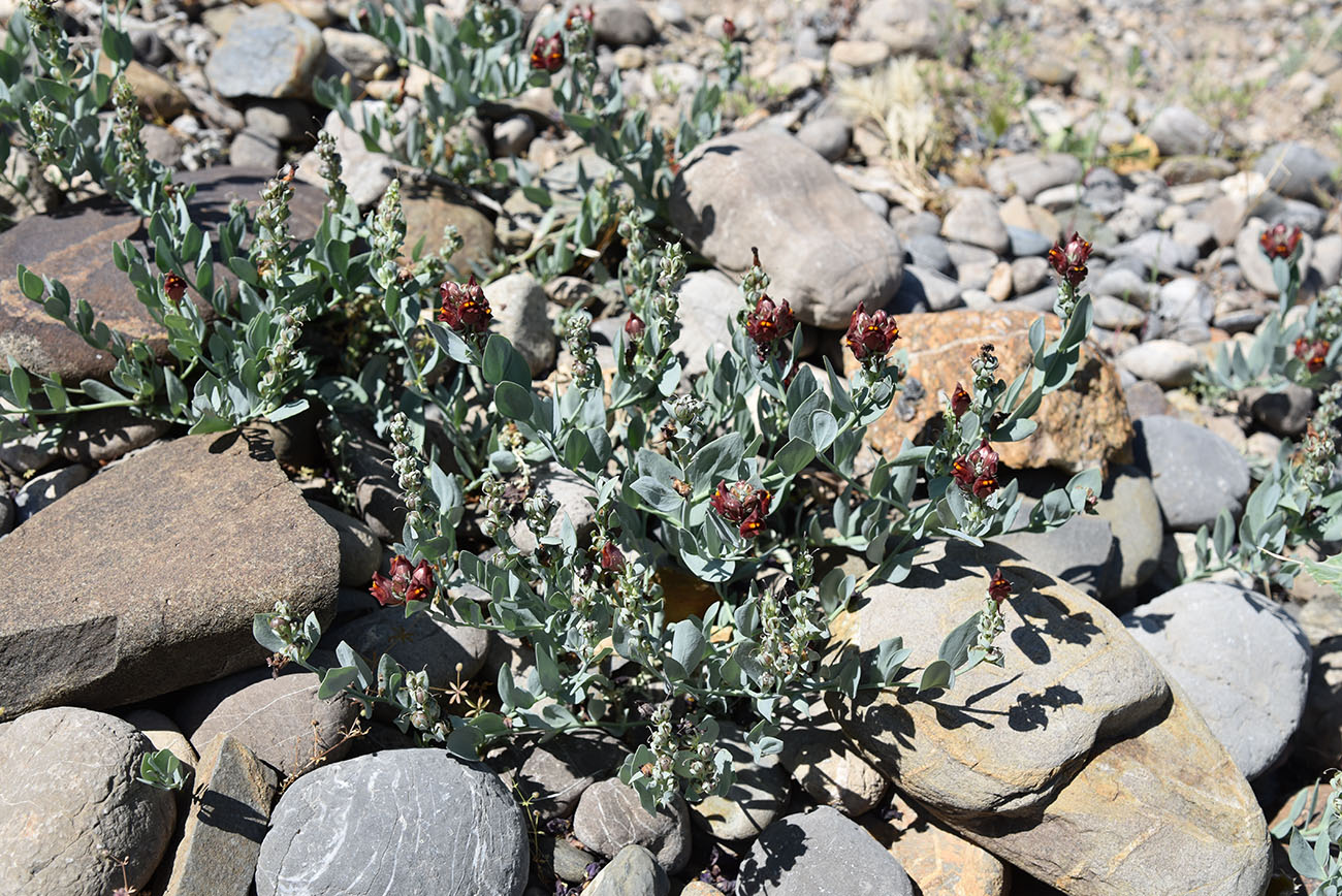 Изображение особи Linaria kokanica.