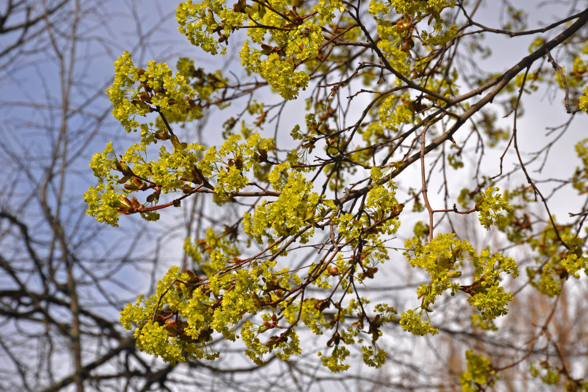 Image of Acer platanoides specimen.