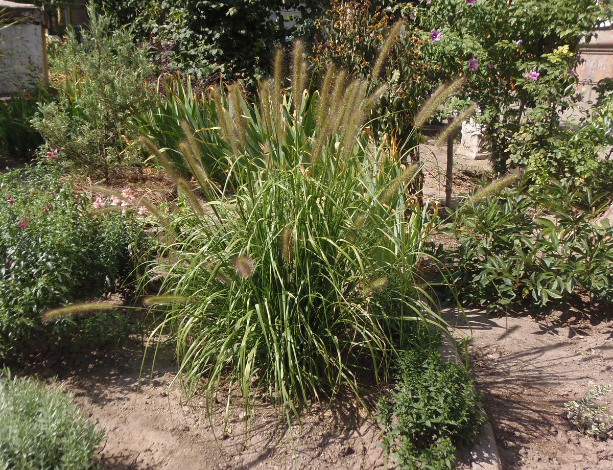 Image of genus Pennisetum specimen.