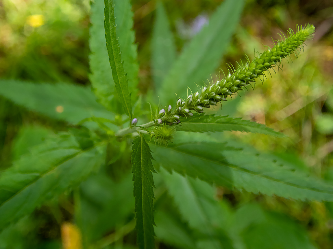 Image of Veronica longifolia specimen.