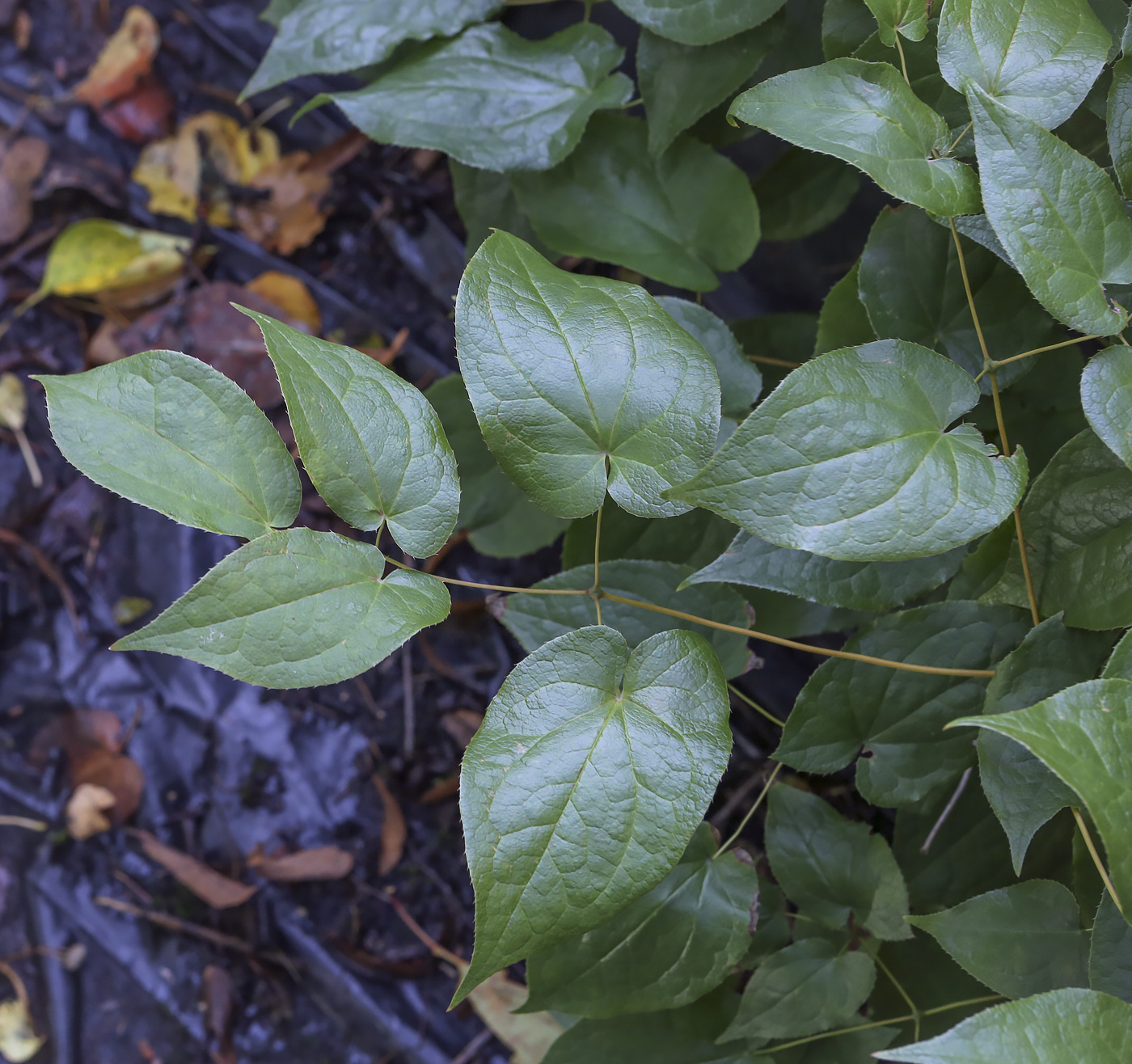 Image of genus Epimedium specimen.