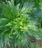 Aconitum &times; stoerkianum