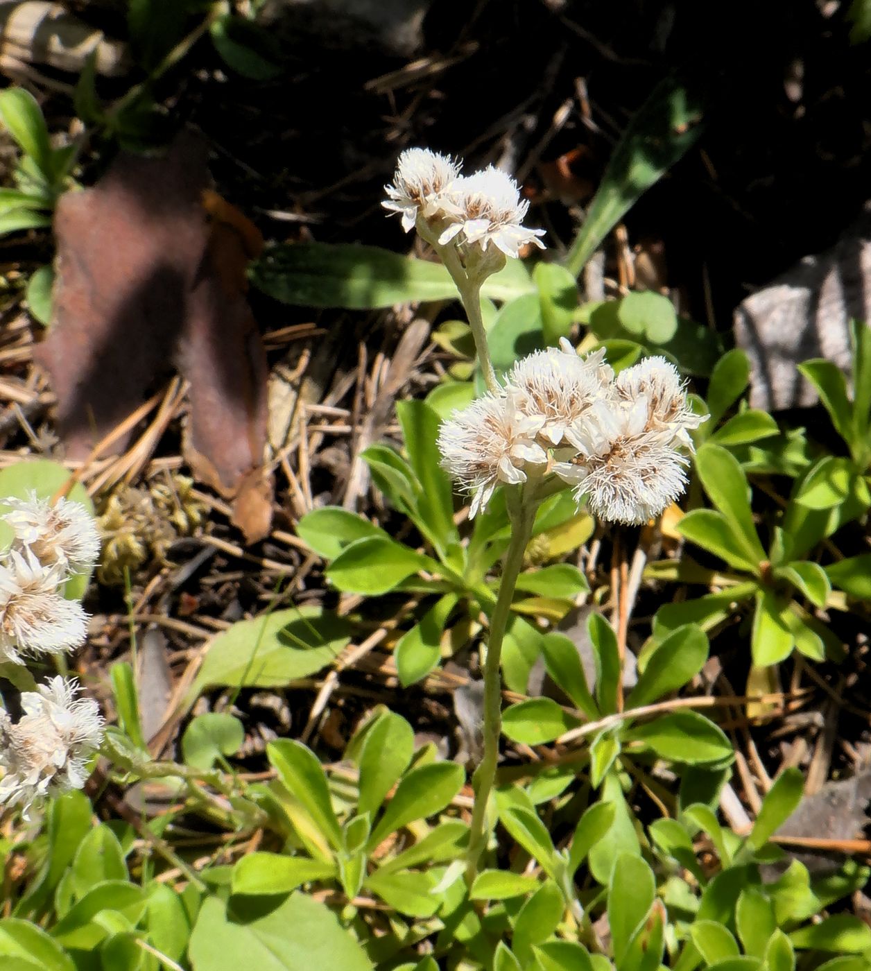 Изображение особи Antennaria dioica.