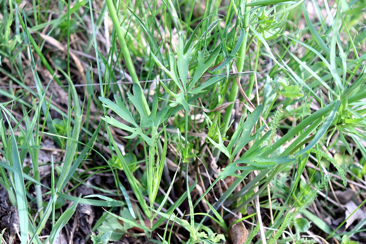 Изображение особи Ranunculus auricomus.