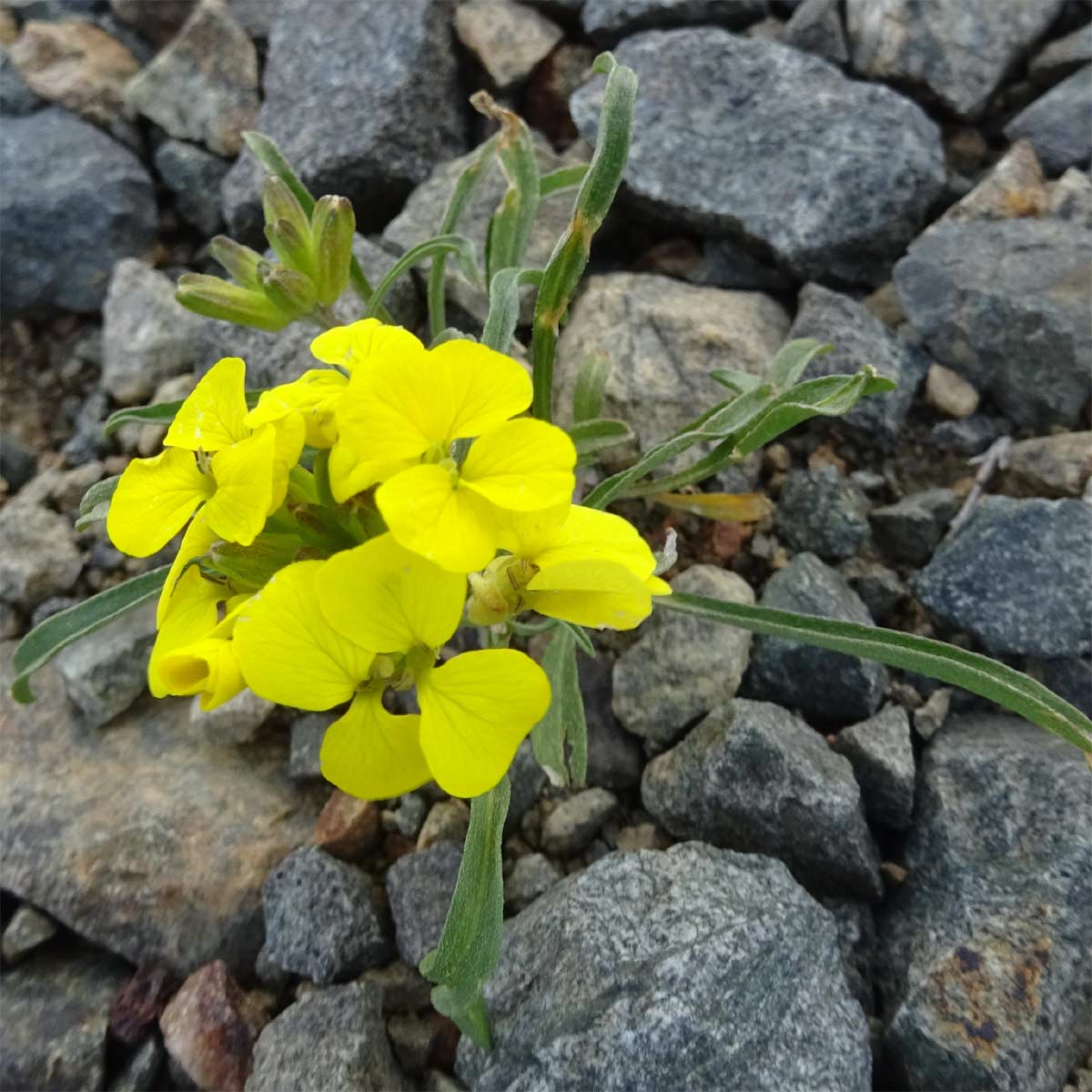 Изображение особи Erysimum meyerianum.