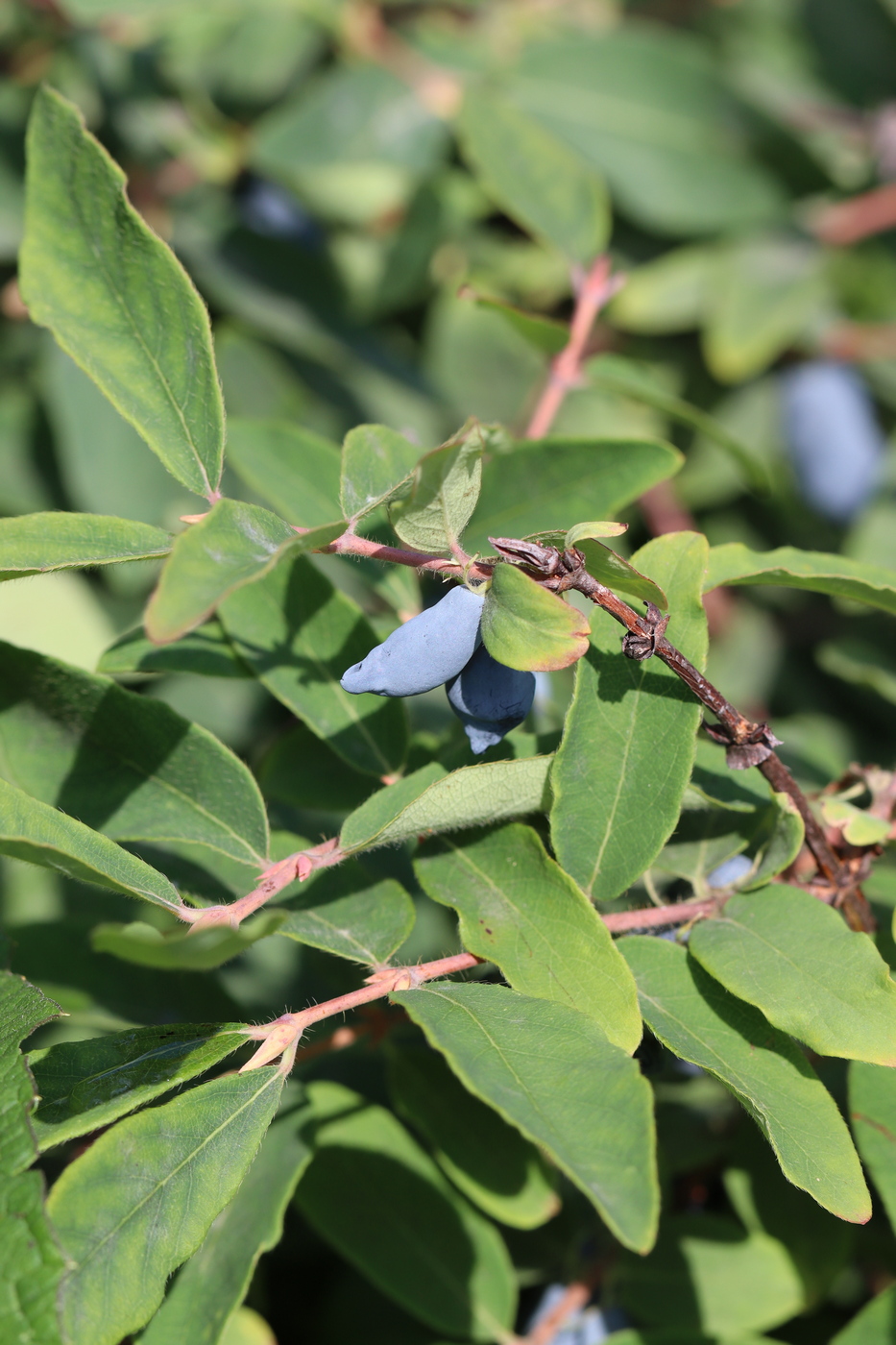 Image of Lonicera edulis specimen.