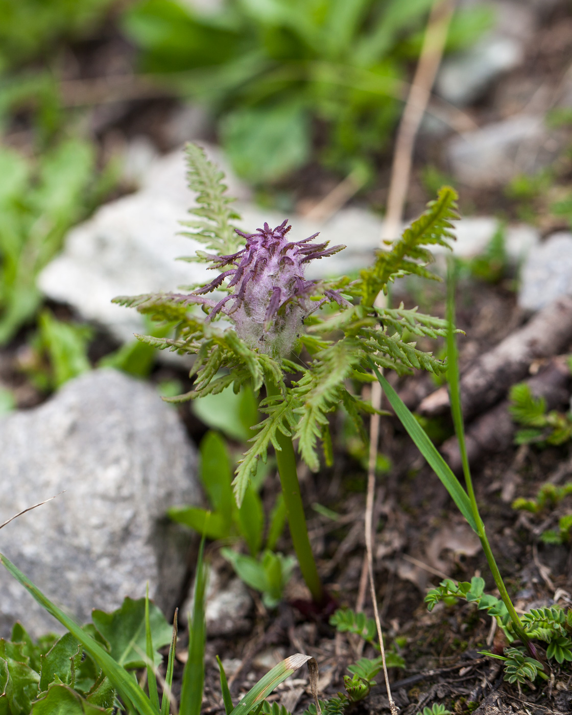 Image of genus Pedicularis specimen.