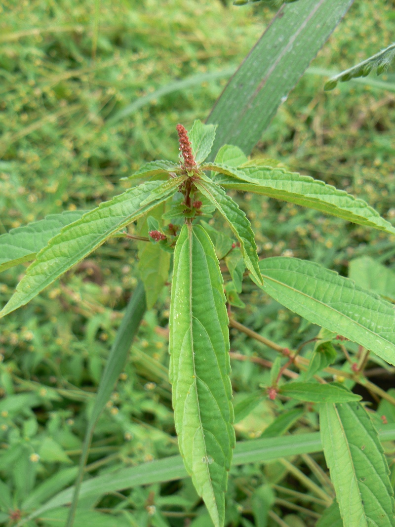 Изображение особи Acalypha australis.