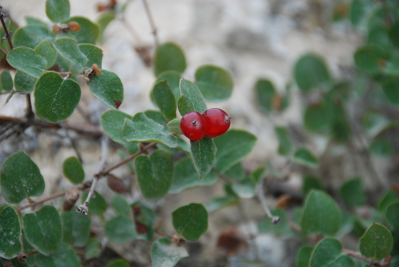 Image of Lonicera iberica specimen.