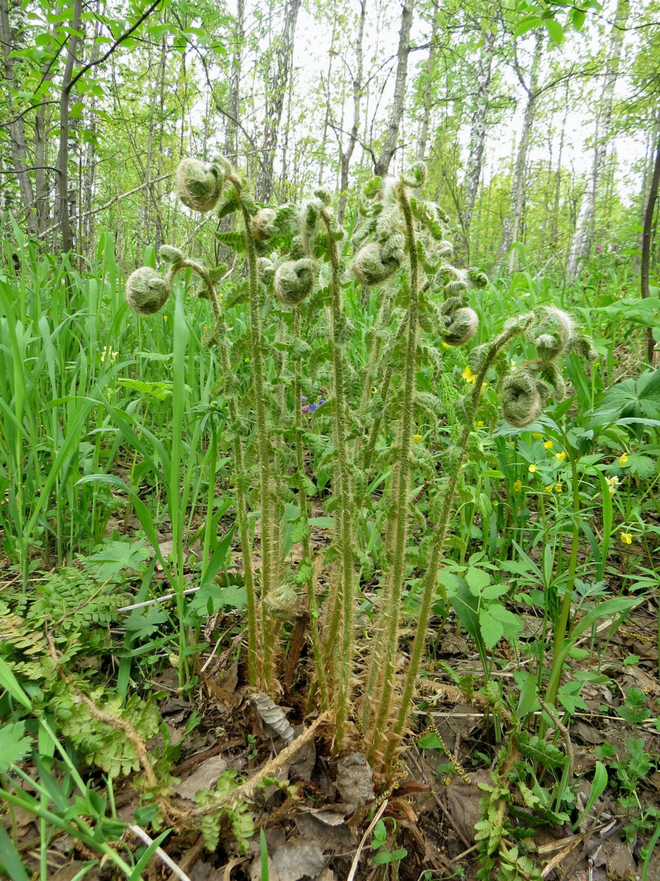 Изображение особи Polystichum braunii.