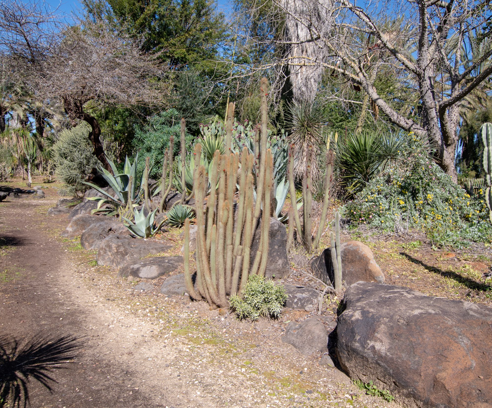 Изображение особи Cleistocactus baumannii.