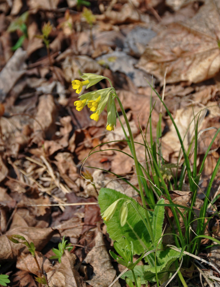 Изображение особи Primula macrocalyx.