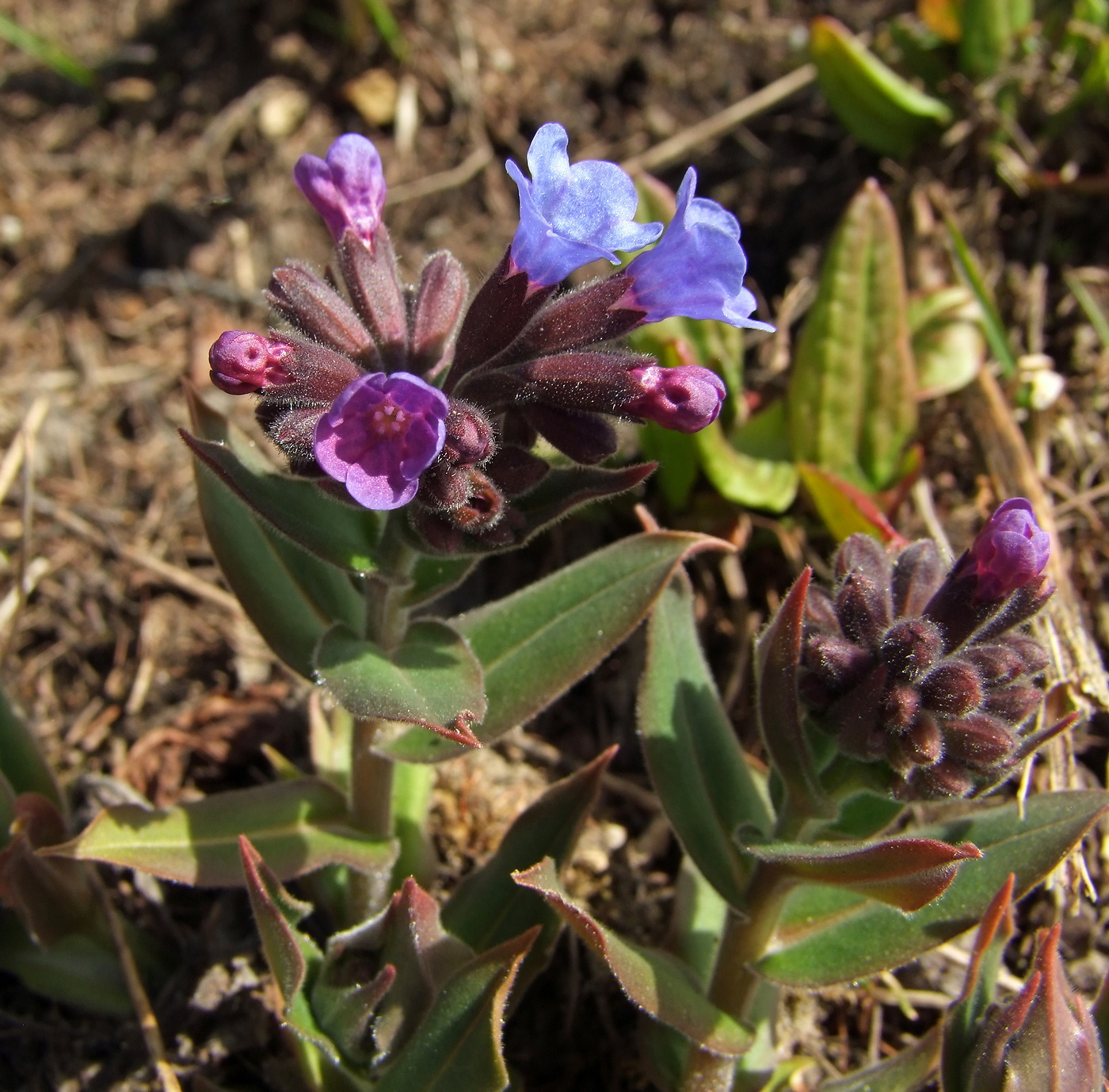 Изображение особи Pulmonaria mollis.