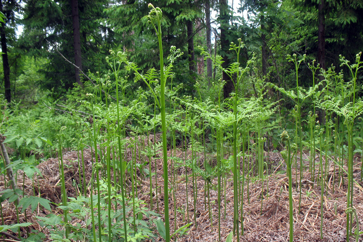 Image of Pteridium pinetorum specimen.