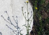 Picris nuristanica. Верхушка цветущего растения. Казахстан, Заилийский Алатау, Аксайское ущелье, 1800 м н.у.м. 25.06.2010.