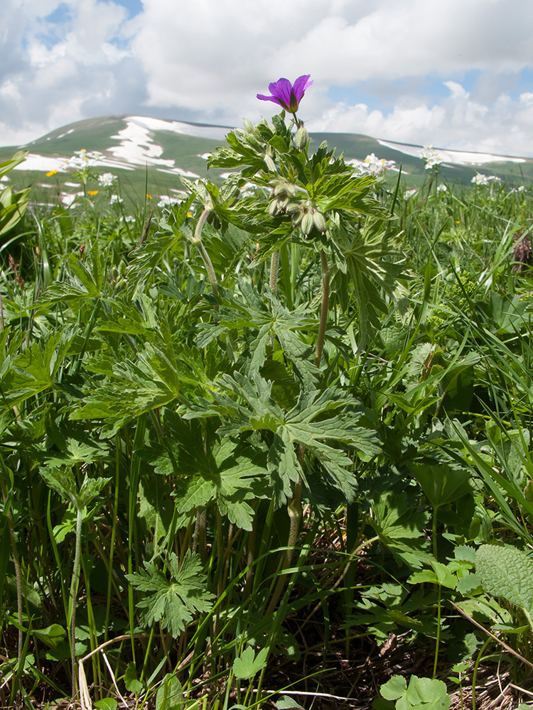 Image of Geranium ruprechtii specimen.