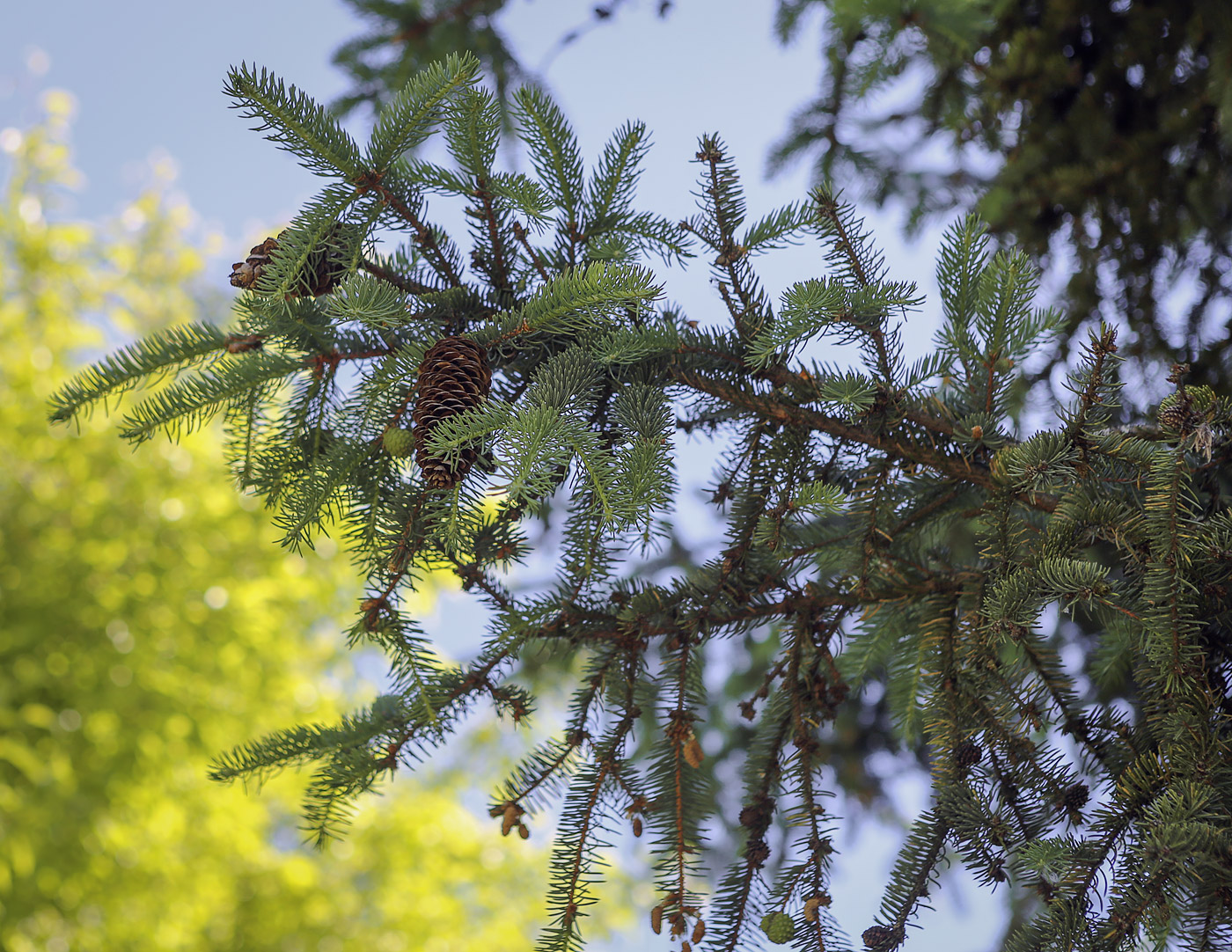 Image of genus Picea specimen.