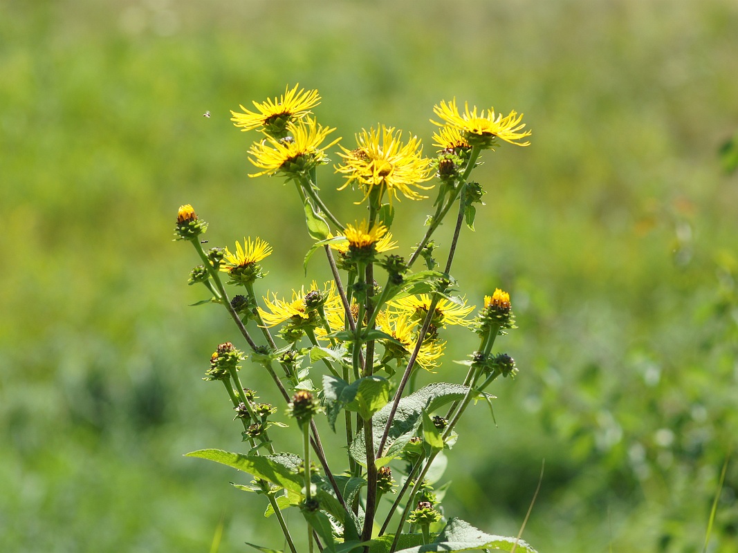 Image of Inula helenium specimen.