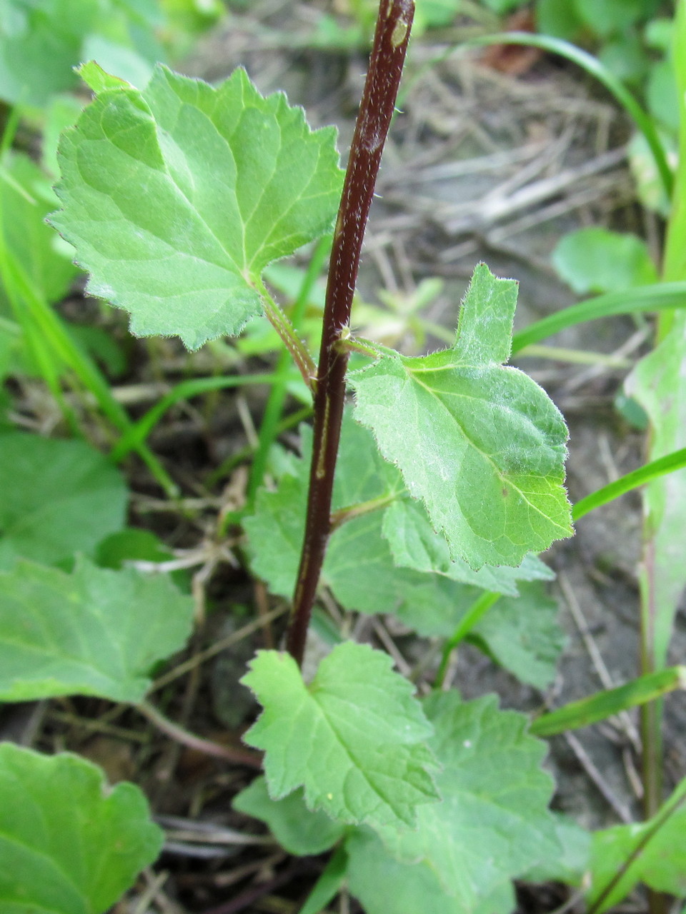 Изображение особи Campanula trachelium.