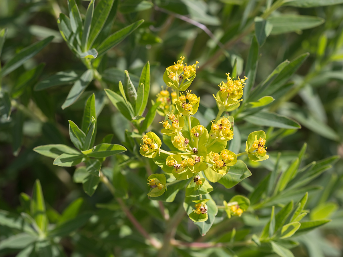 Изображение особи род Euphorbia.