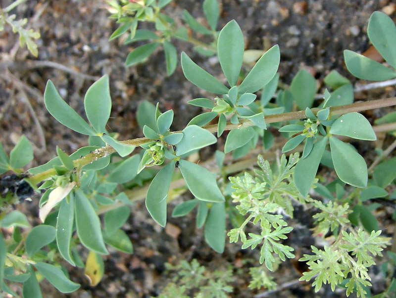 Image of Lotus sergievskiae specimen.