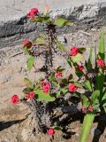 Euphorbia splendens