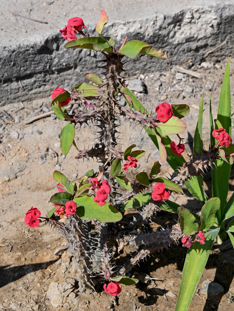 Изображение особи Euphorbia splendens.