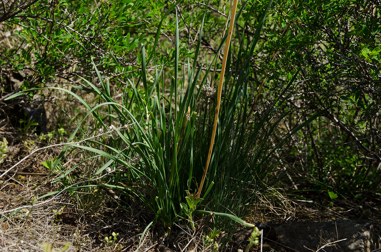 Image of genus Allium specimen.