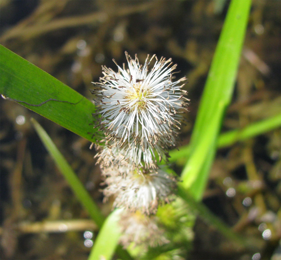 Image of Sparganium emersum specimen.