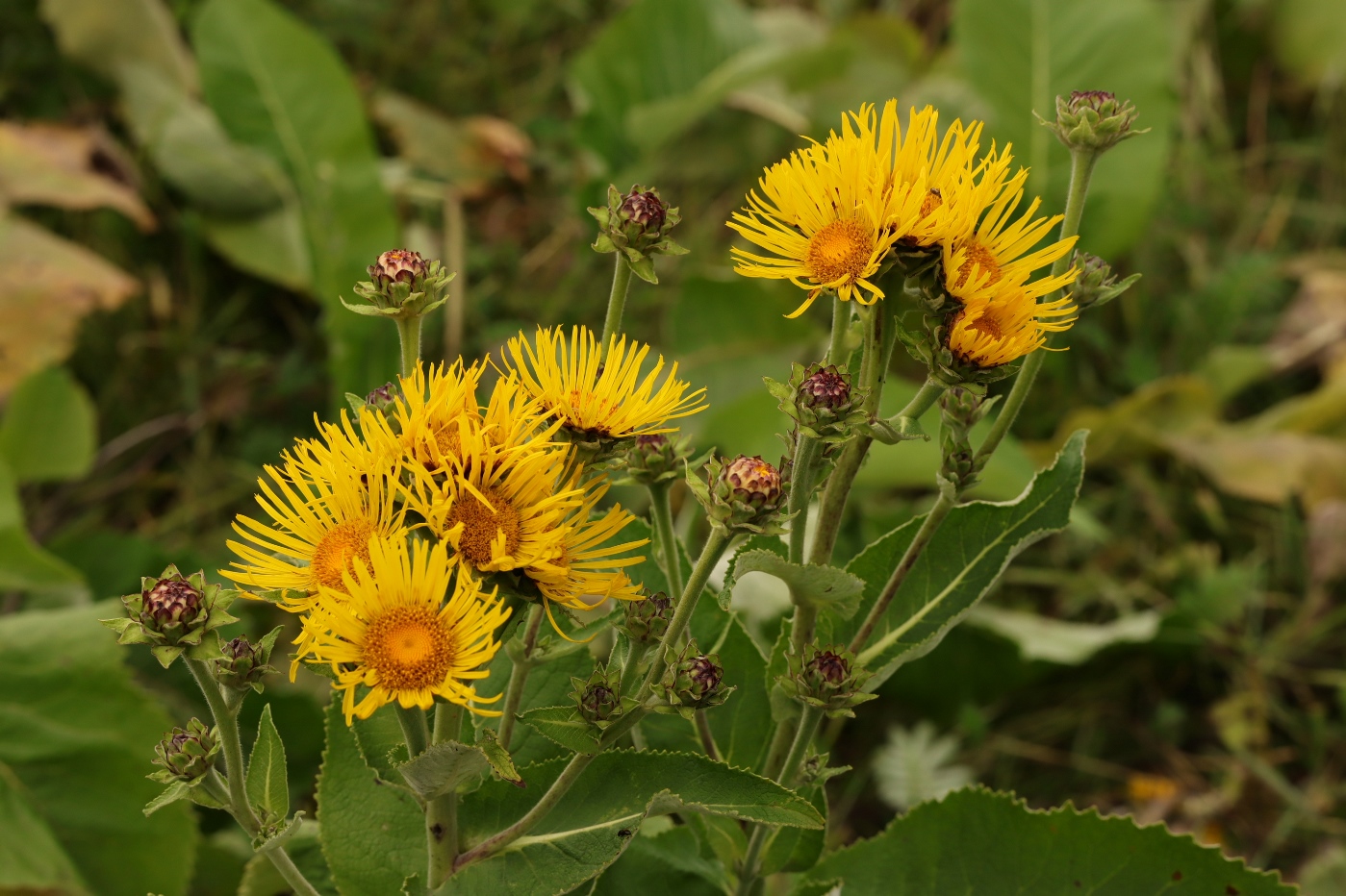 Изображение особи Inula helenium.