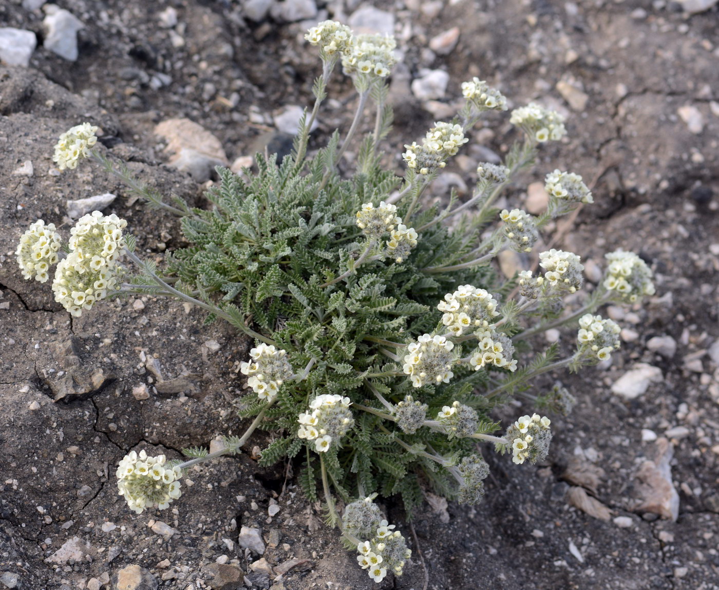 Image of Smelowskia calycina specimen.