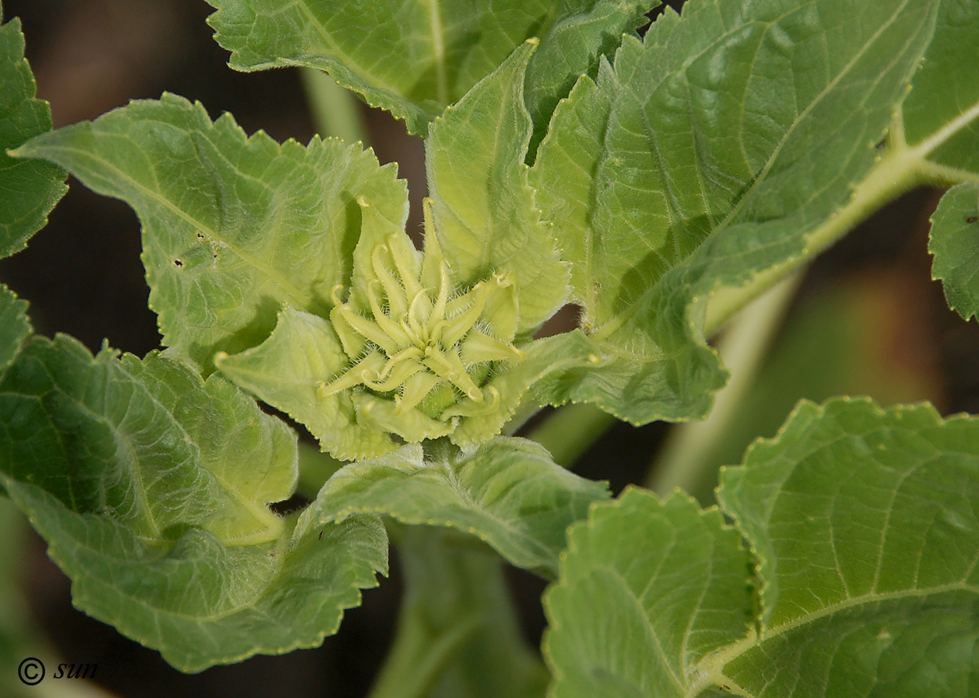 Image of Helianthus annuus specimen.