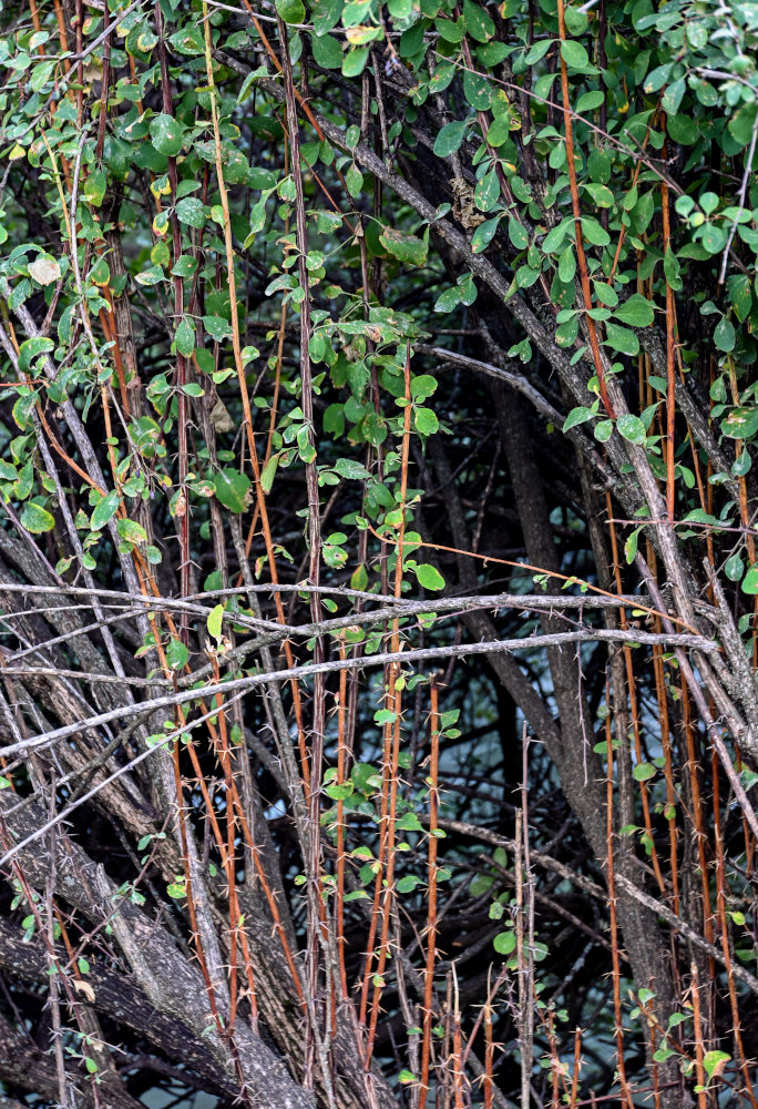 Image of Berberis integerrima specimen.