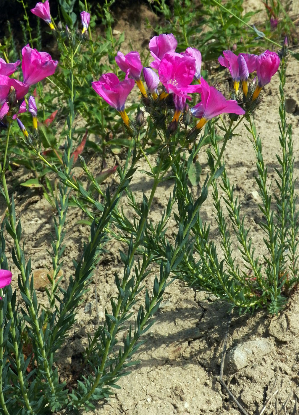 Image of Linum olgae specimen.