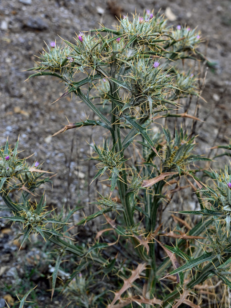 Image of Picnomon acarna specimen.