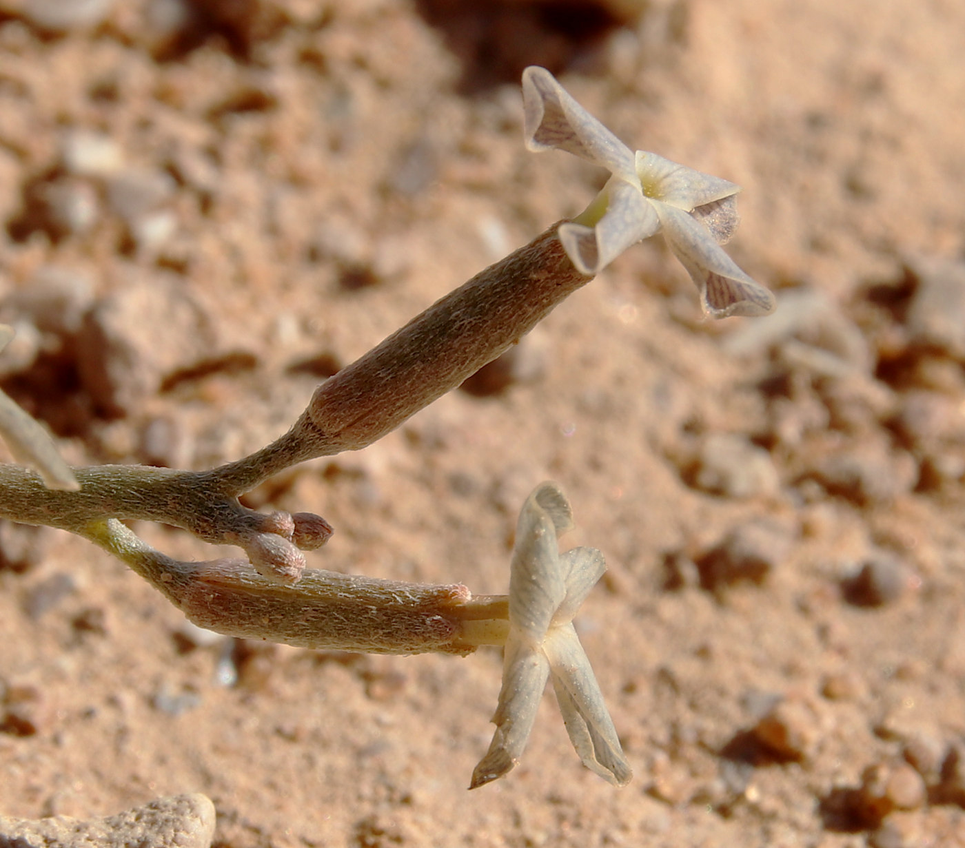 Image of Farsetia aegyptia specimen.